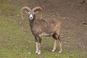 Mouflon