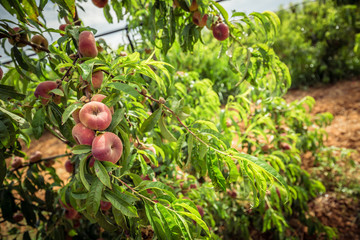 Donut peaches on a branch and green leaves. Peach tree