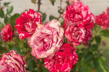 Variety of rose double delite grows in the flowerbed