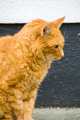 Thoughtful old ginger cat.