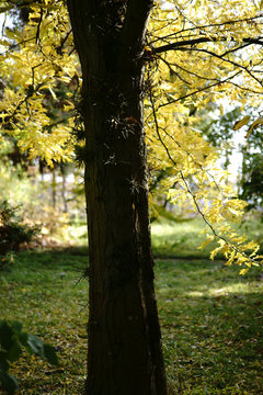 Japanische Gleditschie im Herbst  / Eine Japanische Gleditschie steht im Herbst in einem Park und tr&auml;gt gelbe Bl&auml;tter.