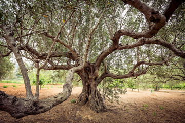 Fototapeta na wymiar Olive tree branches. Old tree