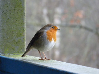 Robin
