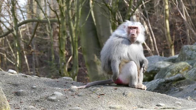 Mantelpavian - Papio hamadryas