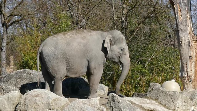 Asiatischer Elefant - Elephas maximus