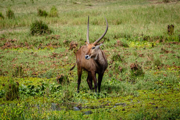 Naklejka na ściany i meble The waterbuck (Kobus ellipsiprymnus) is a large antelope found widely in sub-Saharan Africa. This one was shot at the Nile shore in Murchison Falls national park in Uganda