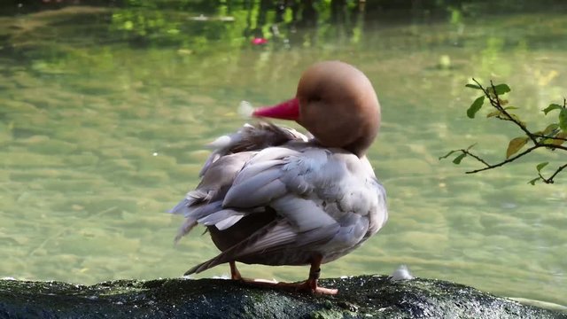 Kolbenente - Netta rufina