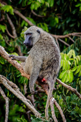 A big baboon sitting in an acacia tree looking at the tourist that are doing a Nile safari in Murchison Falls national park in Uganda. Too bad this place is threatened by oil drilling companies
