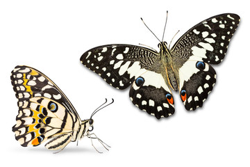 Lime butterfly (Papilio demoleus)