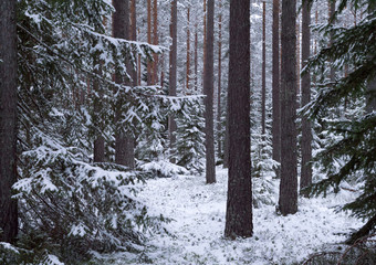 Spruce tree covered by fresh snow during winter Christmas time