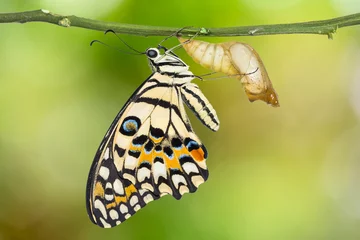 Zelfklevend Fotobehang Vlinder Limoenvlinder of Citroenvlinder (Papilio demoleus)