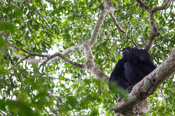 Scimpanze' Pan Troglodytes
