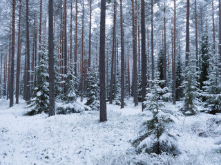 Spruce tree covered by fresh snow during winter Christmas time