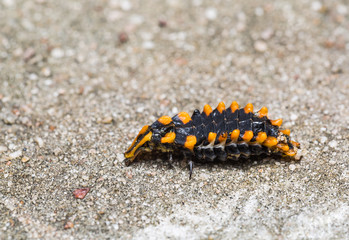 Young net-wing beetle