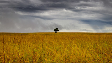 Fototapeta na wymiar A lonely tree on a stormy day standing in a beautiful Savannah plain in the Murchison Falls national park nearby lake Albert. Too bad this place is endangered by oil drilling companies.