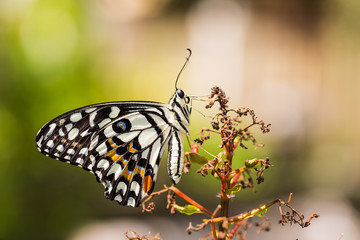 Fototapeta na wymiar Lime butterfly or Lemon butterfly (Papilio demoleus)