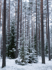 Spruce tree covered by fresh snow during winter Christmas time