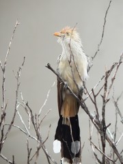 White Anu bird in the garden