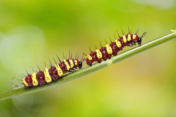 Group of middle instar Leopard Lacewing (Cethosia cyane) caterpillars