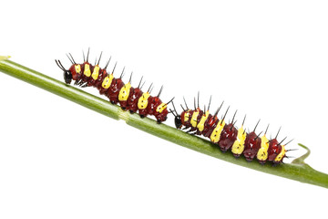 Group of middle instar Leopard Lacewing (Cethosia cyane) caterpillars