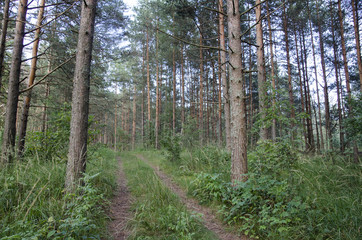 the walk through the pine forest