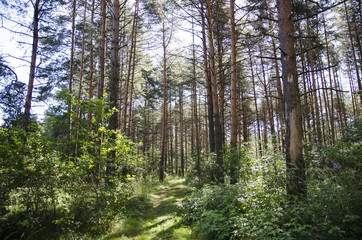 Obraz premium Sunny forest