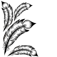 Fototapeta premium Drawing of black feathers on a white background. Vector sticker