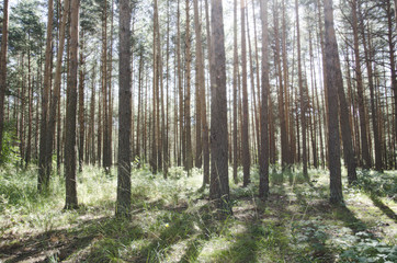 summer forest