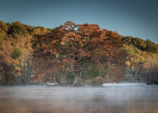 Autumn Tree