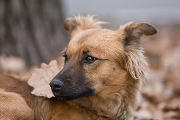 a portrait of a stray dog