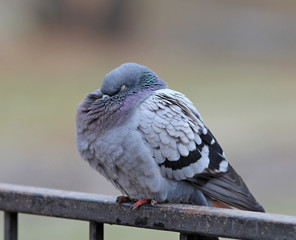 pigeon posing with an important air