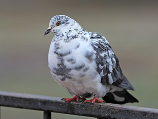 pigeon posing with an important air