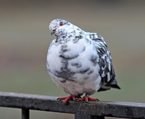 pigeon posing with an important air