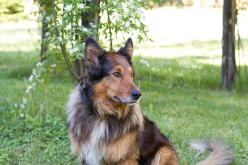 portrait of family pet in the garden looking carefully around, collie dog