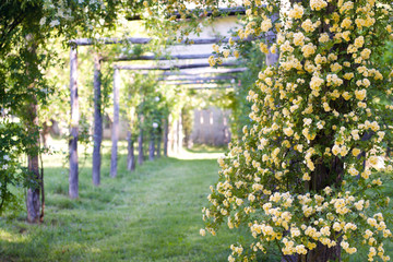 Fototapety  pergole z pnących róż banksiae w ogrodzie na wiosnę