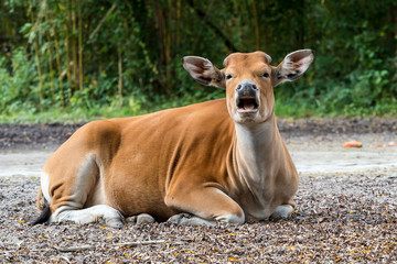 Banteng - Bos javanicus