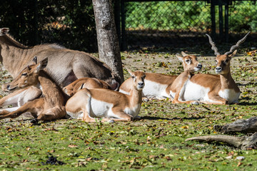Naklejka na ściany i meble Hirschziegenantilope - Antilope cervicapra