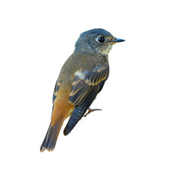 Ferruginous Flycatcher or Muscicapa ferruginea, beautiful bird isolated on branch with white background and clipping path, Thailand.
