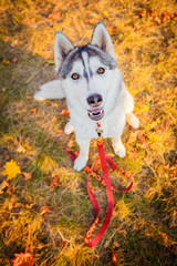 Happy Siberian Husky smiling into camera