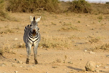 one zebra looking at camera
