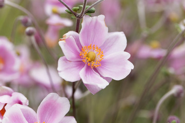 Chinese anemone (Anemone hupehensis)
