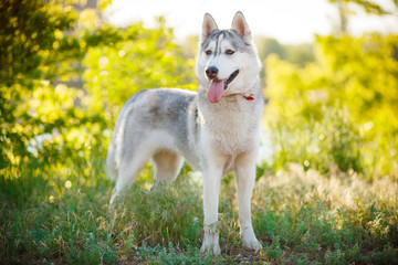 Siberian husky dog stands and looks ahead