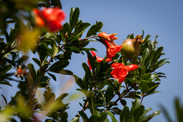 Pomegranate tree (Punica granatum, Granatapfelbaum) at Cheshma Shahi, a Mughal garden in the Zabarwan Range, near Raj Bhawan, Kashmir, India