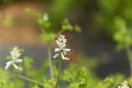 White ramping fumitory (Fumaria capreolata)