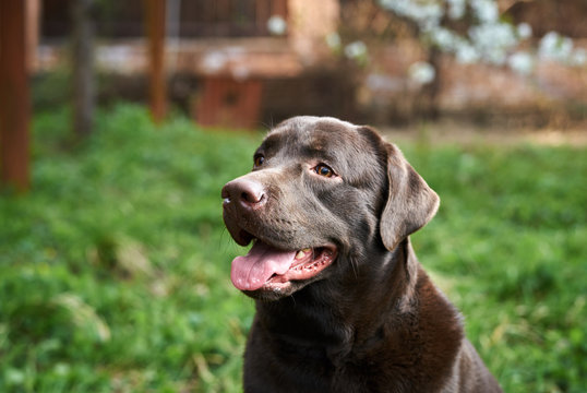 Labrador, dog walks in the backyard, grass, house, pets