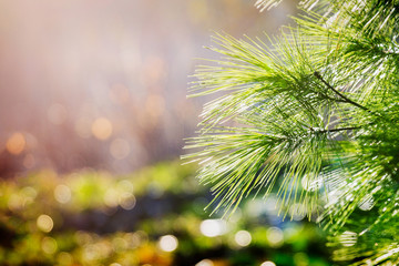 Green pine bough illuminated by sunlight