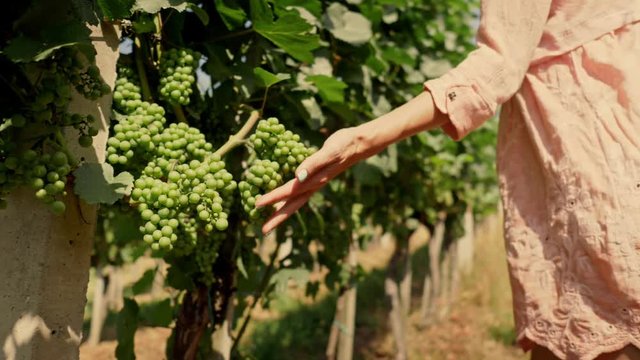 Woman walking in a vineyard