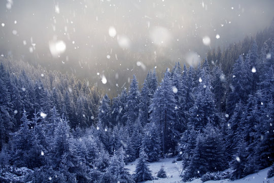 Fototapeta Trees covered with hoarfrost and snow in winter mountains - Christmas snowy backgroundic holiday background