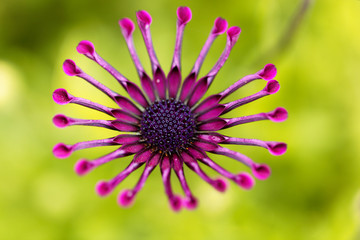 Obraz premium Trailing African honeysuckle (Osteospermum fruticosum)