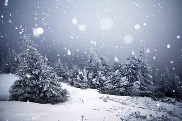 Fototapeta premium Trees covered with hoarfrost and snow in winter mountains - Christmas snowy backgroundic holiday background